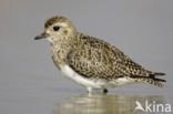 Golden Plover (Pluvialis apricaria)