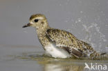 Golden Plover (Pluvialis apricaria)