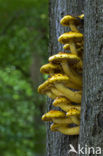 Goudvliesbundelzwam (Pholiota aurivella)