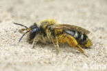 Yellow-legged Mining Bee (Andrena flavipes)