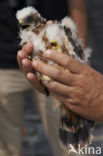 Montagu’s Harrier (Circus pygargus)