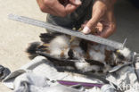 Montagu’s Harrier (Circus pygargus)