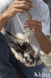 Montagu’s Harrier (Circus pygargus)