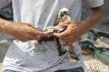 Montagu’s Harrier (Circus pygargus)