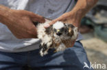 Montagu’s Harrier (Circus pygargus)