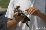 Montagu’s Harrier (Circus pygargus)