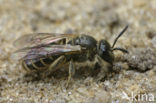 sweat bee (Lasioglossum sp)