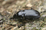 Groeftarszwartschild (Pterostichus vernalis)