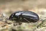 Pterostichus vernalis