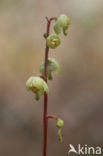 Greenish-flowered Wintergreen (Pyrola chlorantha)