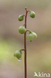 Greenish-flowered Wintergreen (Pyrola chlorantha)