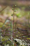 Greenish-flowered Wintergreen (Pyrola chlorantha)
