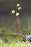 Groenbloemig wintergroen (Pyrola chlorantha)