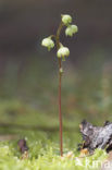 Greenish-flowered Wintergreen (Pyrola chlorantha)