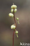 Greenish-flowered Wintergreen (Pyrola chlorantha)