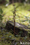 Greenish-flowered Wintergreen (Pyrola chlorantha)