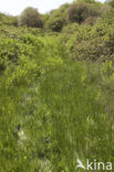 Frog Orchid (Coeloglossum viride)