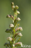 Frog Orchid (Coeloglossum viride)
