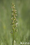 Frog Orchid (Coeloglossum viride)
