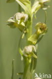 Frog Orchid (Coeloglossum viride)