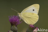 Groot koolwitje (Pieris brassicae)