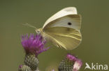 Groot koolwitje (Pieris brassicae)