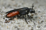 Grote Bloedbij (Sphecodes albilabris)