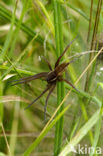 Great Raft Spider (Dolomedes plantarius) 