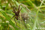 Grote gerande oeverspin