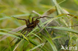 Great Raft Spider (Dolomedes plantarius) 