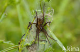 Great Raft Spider (Dolomedes plantarius) 