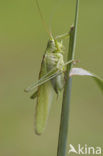 Grote groene sabelsprinkhaan (Tettigonia viridissima)