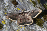 Giant Peacock moth (Saturnia pyri)