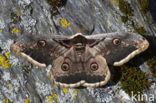 Giant Peacock moth (Saturnia pyri)