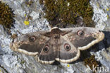 Giant Peacock moth (Saturnia pyri)