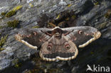 Giant Peacock moth (Saturnia pyri)