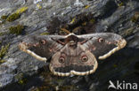 Giant Peacock moth (Saturnia pyri)