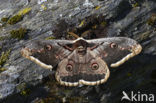 Grote nachtpauwoog (Saturnia pyri)