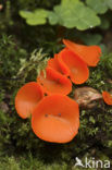 Orange Peel Fungus (Aleuria aurantia)