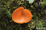 Orange Peel Fungus (Aleuria aurantia)