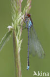 Grote roodoogjuffer (Erythromma najas)