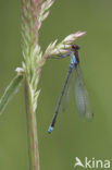 Grote roodoogjuffer (Erythromma najas)