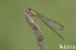 Grote roodoogjuffer (Erythromma najas)