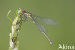 Grote roodoogjuffer (Erythromma najas)