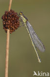 Grote roodoogjuffer (Erythromma najas)