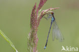 Grote roodoogjuffer (Erythromma najas)