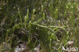 Grote wolfsklauw (Lycopodium clavatum) 