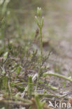 Grote wolfsklauw (Lycopodium clavatum) 