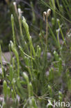 Grote wolfsklauw (Lycopodium clavatum) 