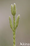 Grote wolfsklauw (Lycopodium clavatum) 